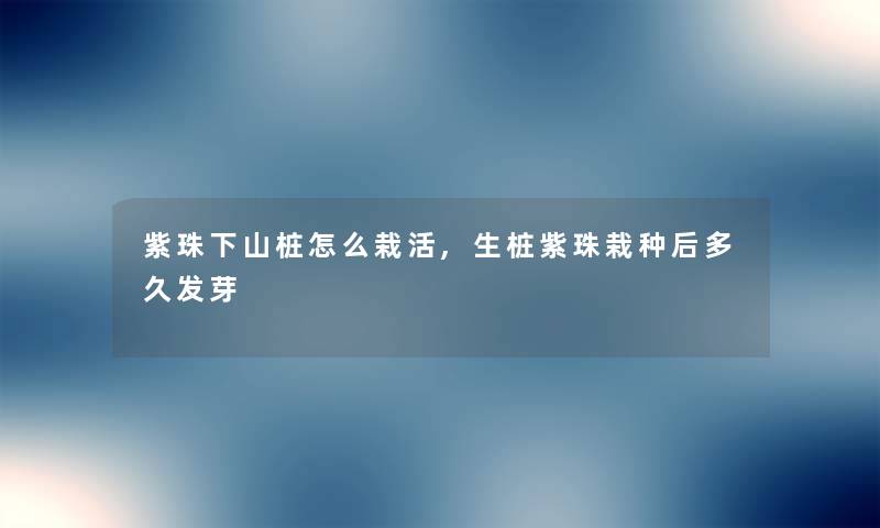 紫珠下山桩怎么栽活,生桩紫珠栽种后多久发芽