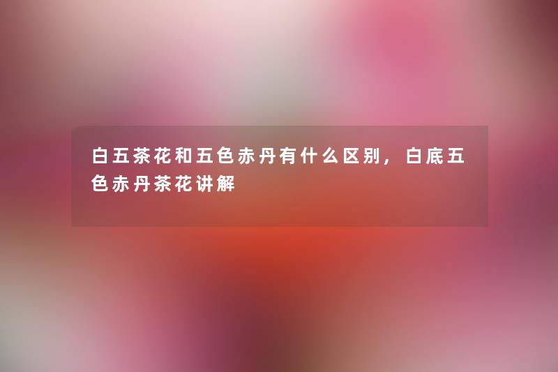 白五茶花和五色赤丹有什么区别,白底五色赤丹茶花讲解