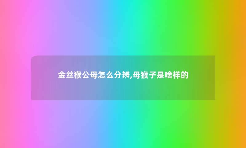 金丝猴公母怎么分辨,母猴子是啥样的