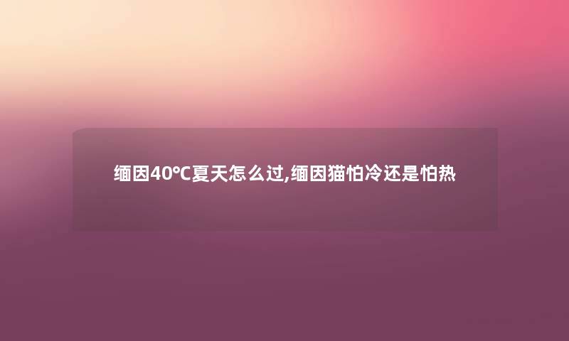 缅因40℃夏天怎么过,缅因猫怕冷还是怕热 缅因40℃夏天怎么过,缅因猫怕冷还是怕热