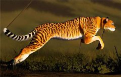 猎豹的速度有多快（真想体验一把）